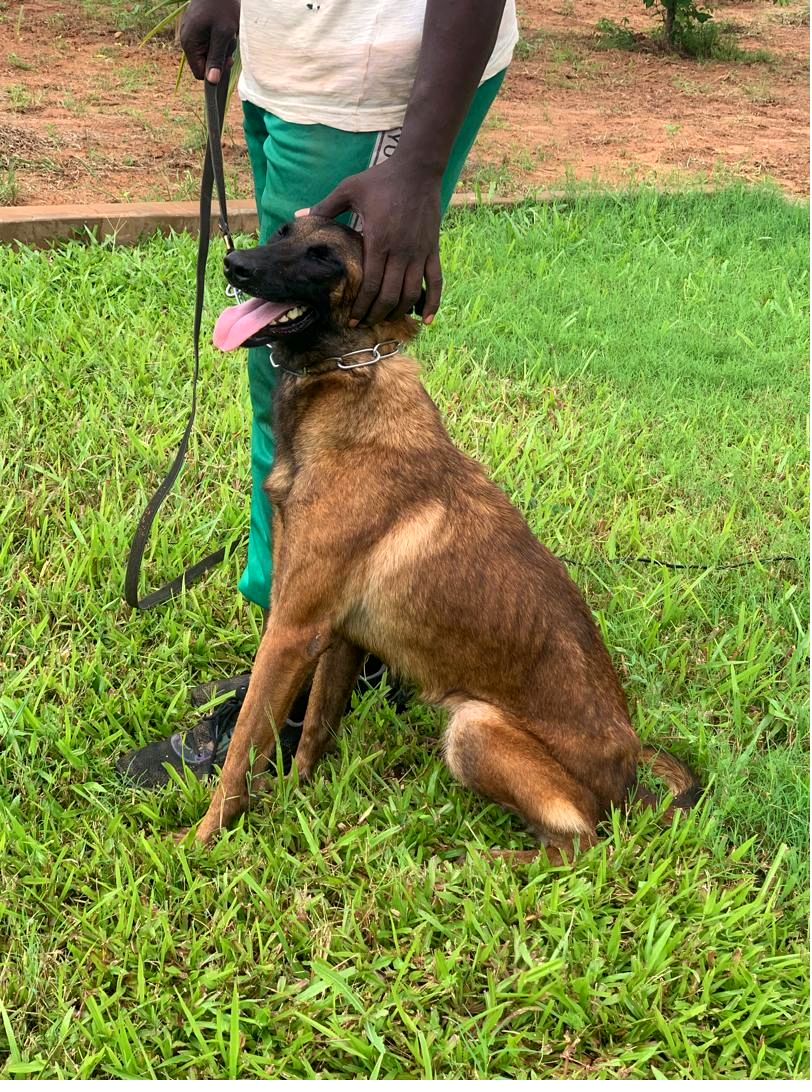 Attentive German shepherd sitting at the safiDog center in Senegal