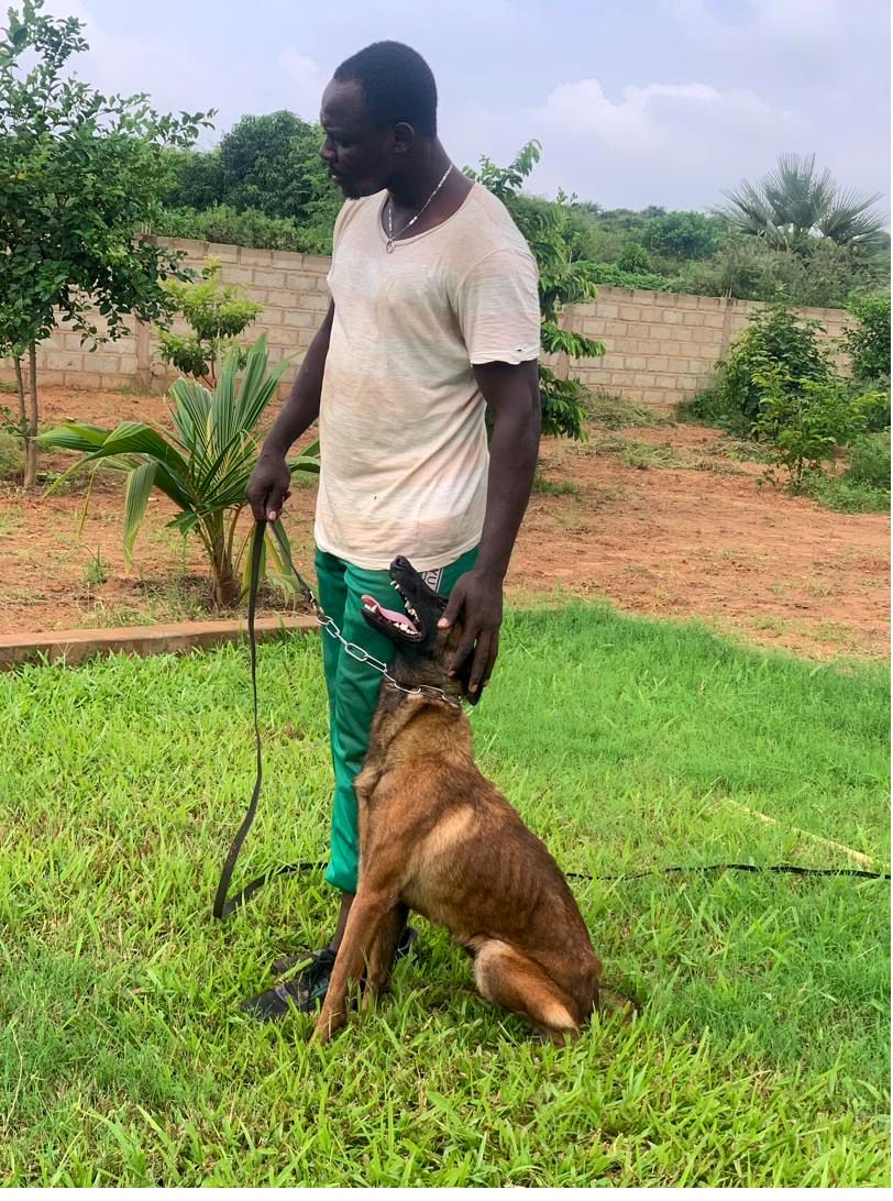 Belgian Malinois sitting during a safiDog training session