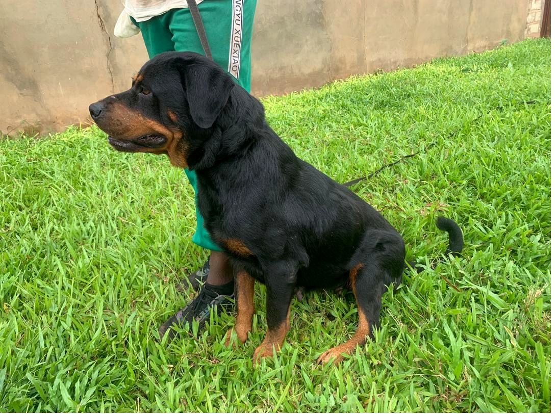 Rottweiler safiDog, chien de garde et de dissuasion