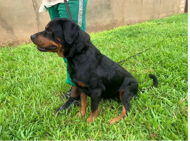 Rottweiler on the center lawn