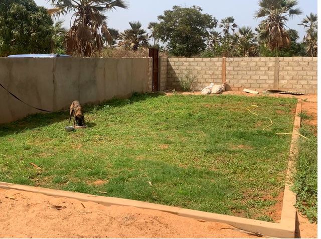 safiDog grass training ground